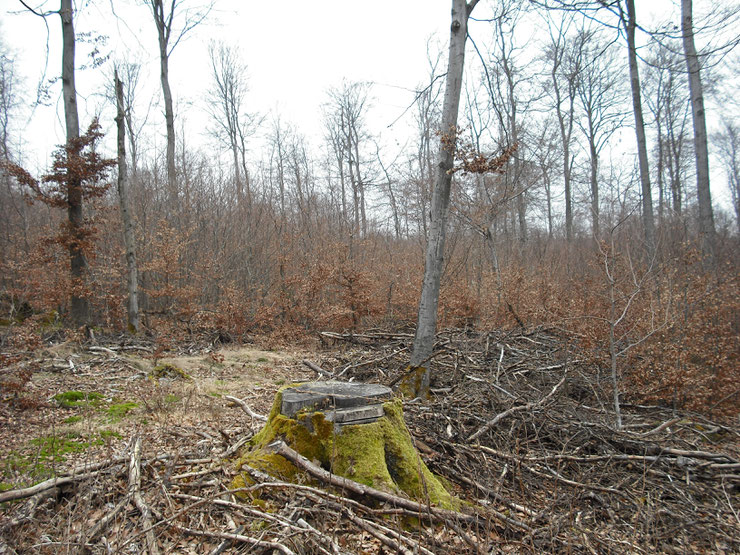 Veraltete Bewirtschaftungsformen wie dieser Buchen-Schirmschlag im Kellerwald (2012) sind auch aktuelle Praxis. Bild: N.Panek