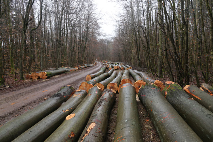 Die Schirme liegen an den Waldwegen, bereit für den Export nach China?