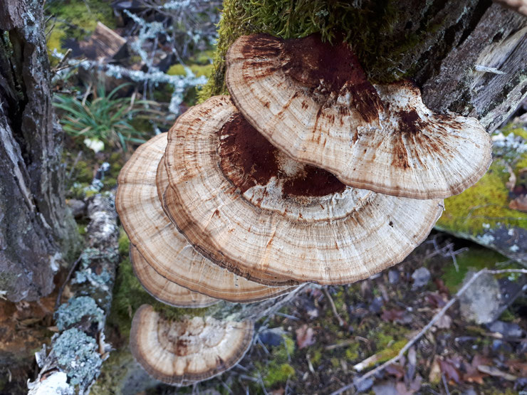 Januar 2020, Pfälzerwald, Kernzone. Pilze sind nicht nur im "Wood Wide Web" die kommunikativen Lebensadern des Waldes, sondern am Totholz Indikatoren für naturnahe Strukturen