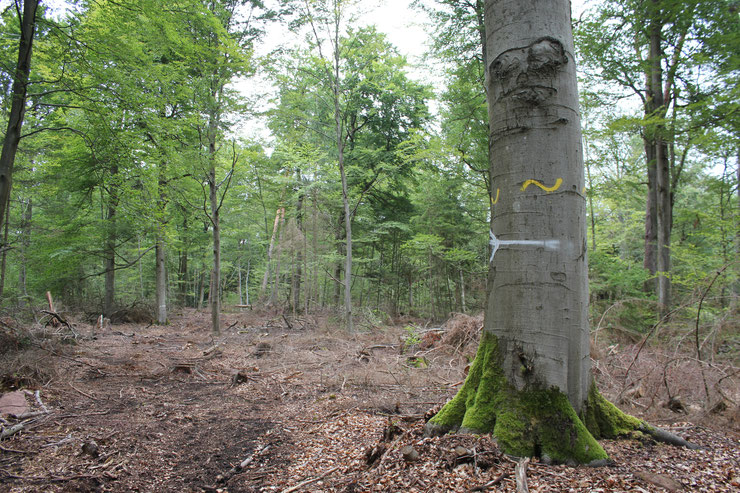 Buchenwaldbewirtschaftung in RLP 2019 - der Biotopbaum ist "freigestellt" - Freifahrtschein für Sonnenbrand