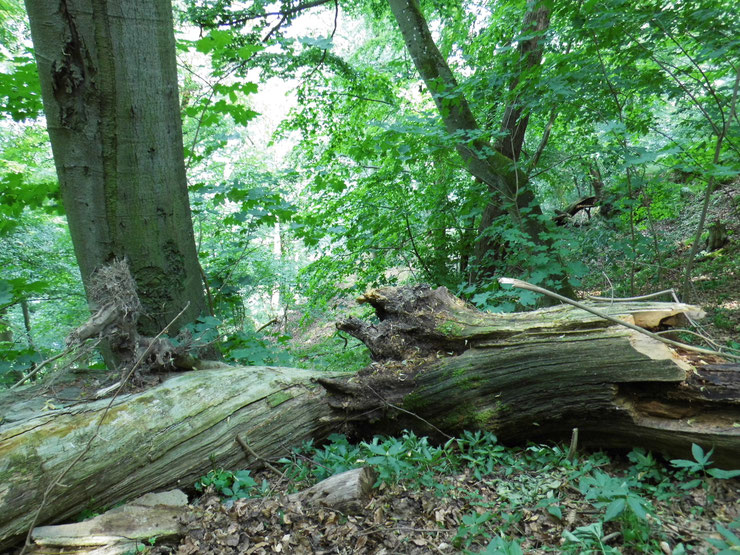 Urwald-Reliktbestand an der "Kanzel" im erweiterten Nationalpark Kellerwald-Edersee (Foto: N. Panek)