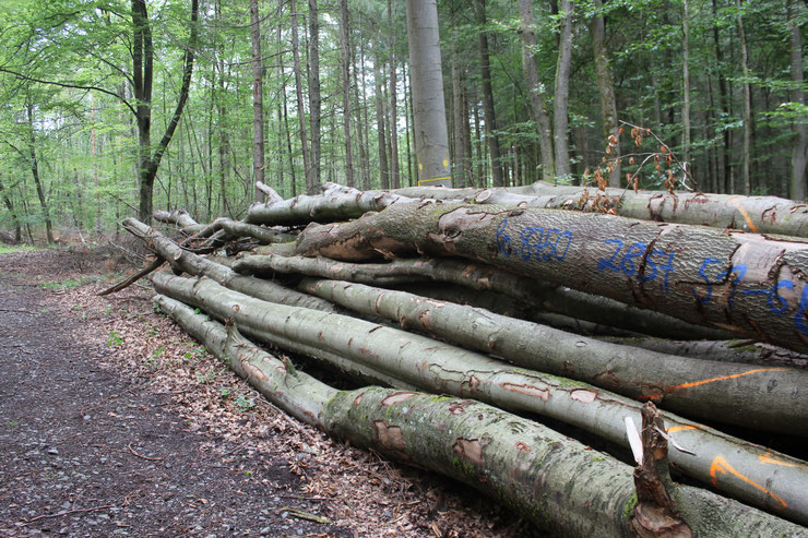 Buchen- und Eicheneinschlag in RLP nach 2 Dürrejahren. Warum pflanzen, wenn massiv im Laubholz geerntet wird? Obwohl der Markt von Nadelholz überschwemmt ist? Export- und Brennholz statt engagiertem Klimaschutz im Staatswald? 