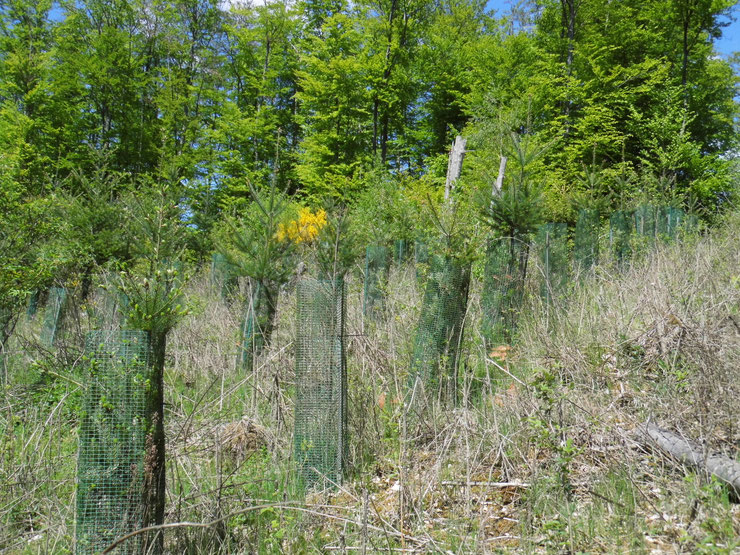 Kritikpunkt: Douglasien-Aufforstung im Natura 2000-Gebiet "Dalwigker Holz" bei Korbach (2018) Bild: N. Panek