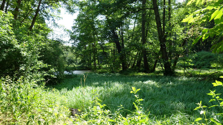 Wertvolles Feuchtgebiet im Bereich Stadtwald/Teufelssee mit geschützten Arten