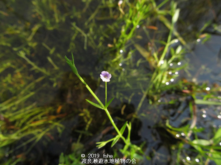 渡良瀬遊水地に生育するサワトウガラシの画像その２