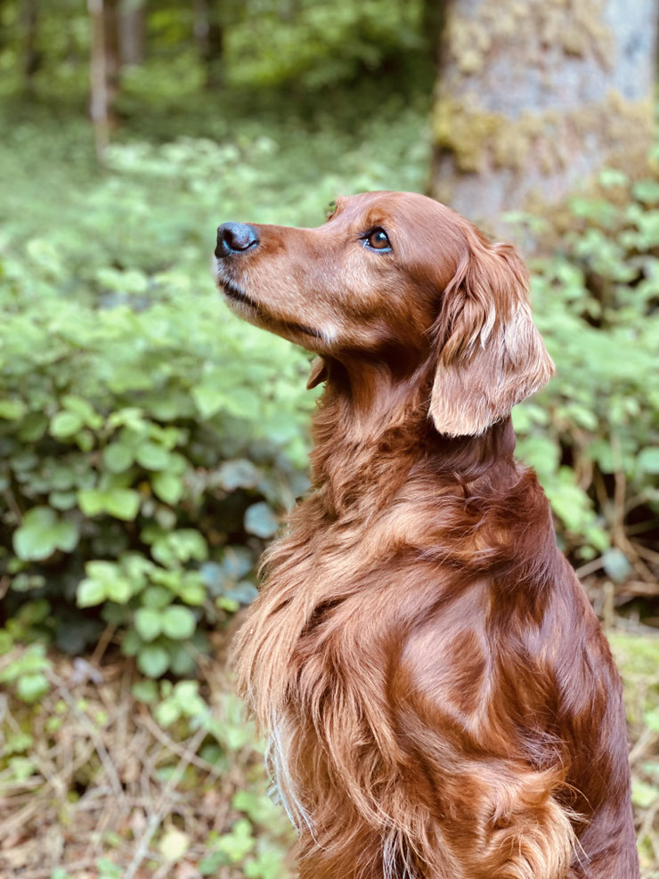 Kettu, 10 years old