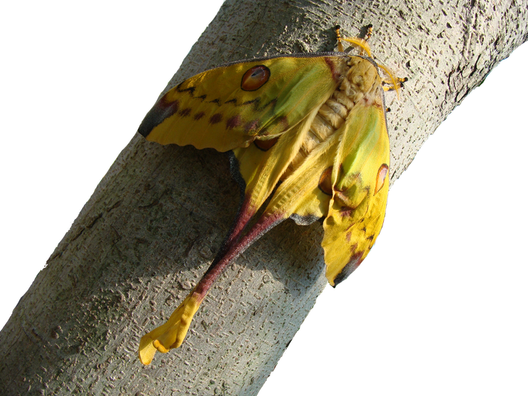 Lepidoptere Argema / Lepidopteran Argema
