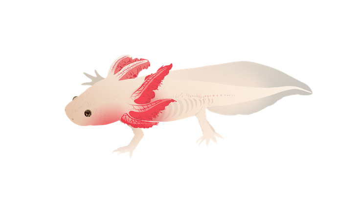 Jardins Bleus - L'axolotl