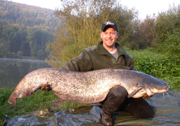 Welsangeln in Deutschland mit Welsguide Peter Merkel auf den Rhein und Neckar