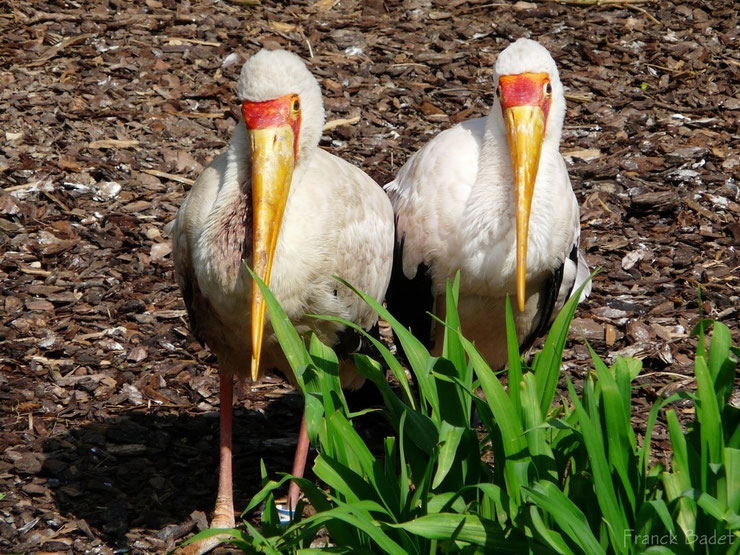 tantale ibis