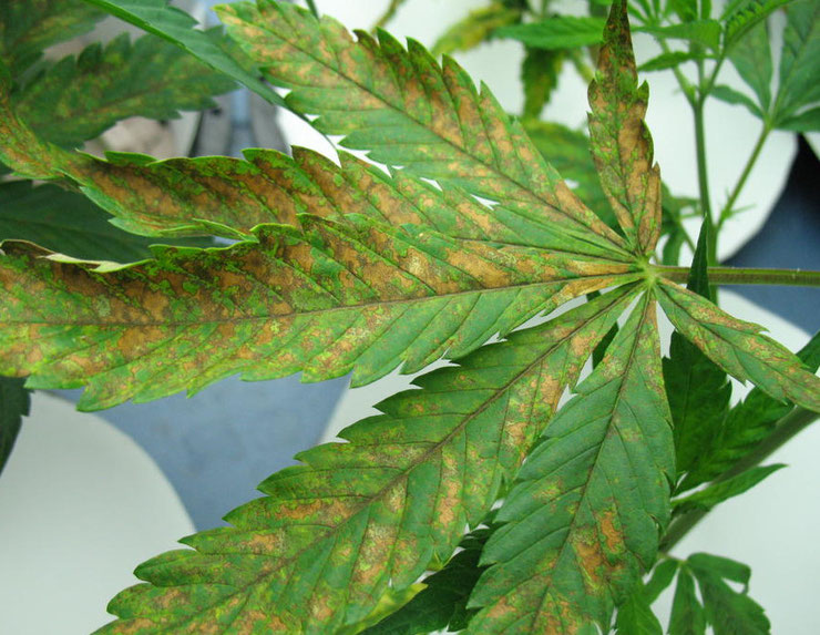 Kalzium (Ca) Mangel bei Cannabis Erkennen & beheben Irierebel Der