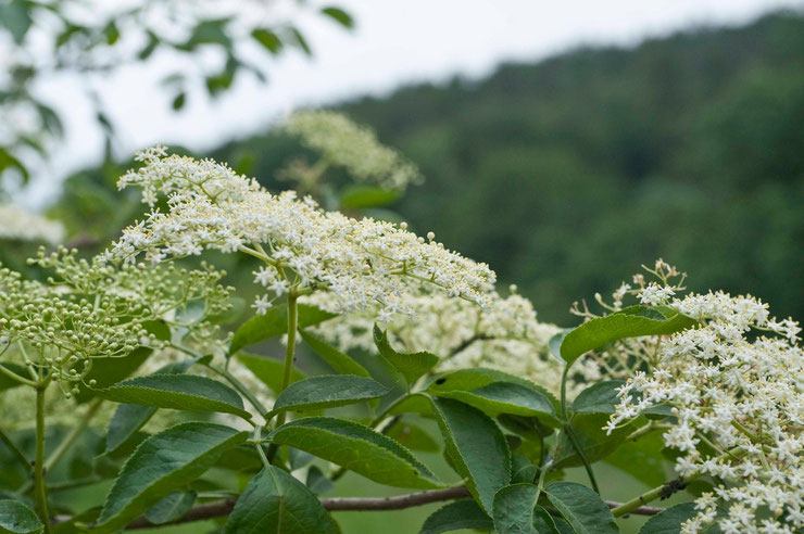 Hollerblüte im Mai mit Wald im Hintergrund