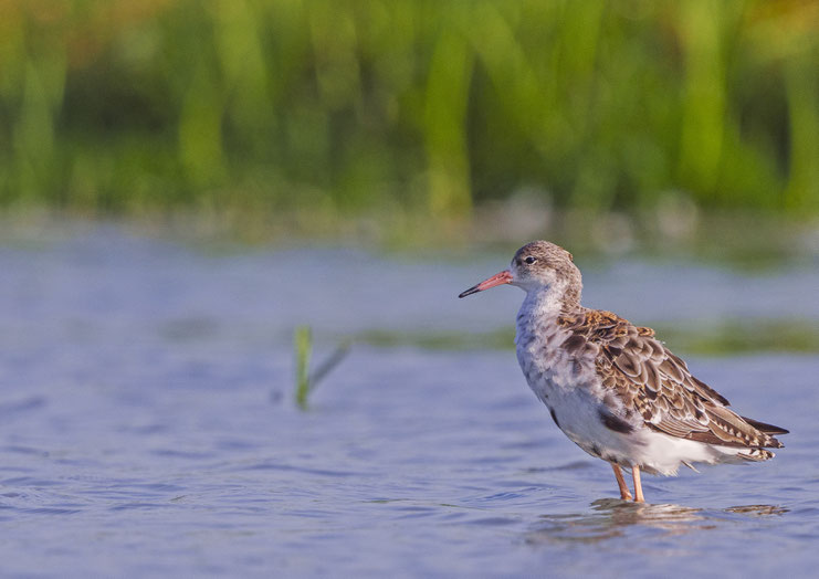 Kemphaan Friesland Wiuwert