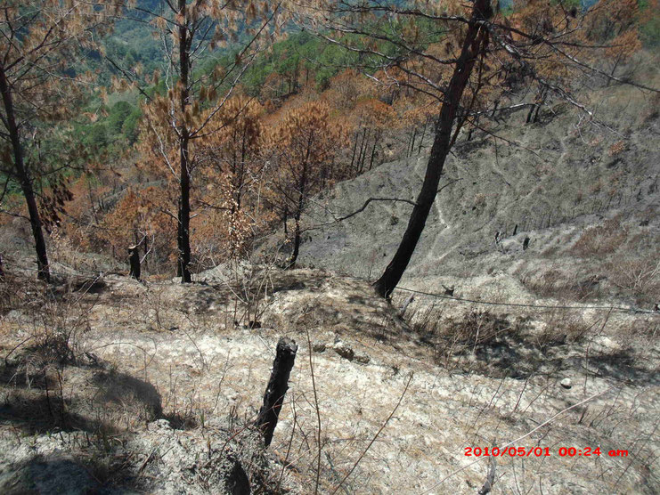 山火事で焼失した植林地