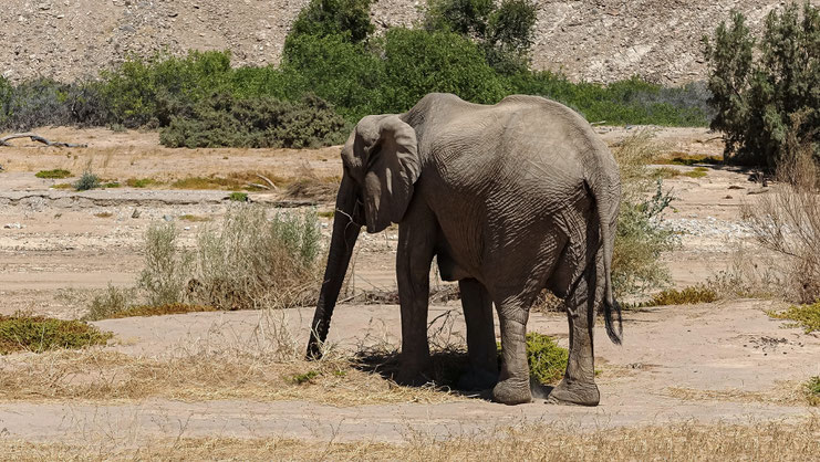 Eléphant du désert, Namibie