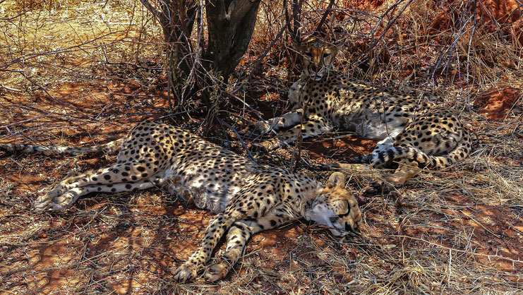Guépard en Namibie