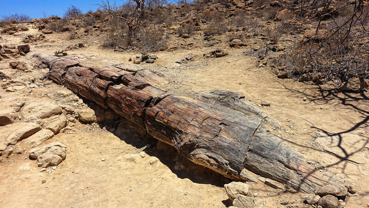 Arbre pétrifié, Namibie