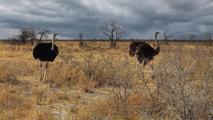 Couple d'autruches, Etosha