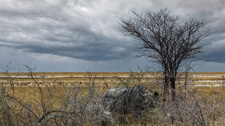Rhinocéros caché, parc d'Etosha