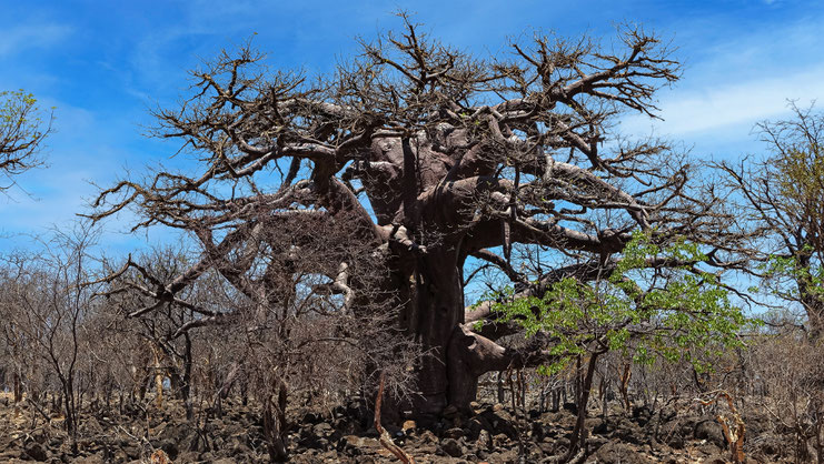 Baobab namibien
