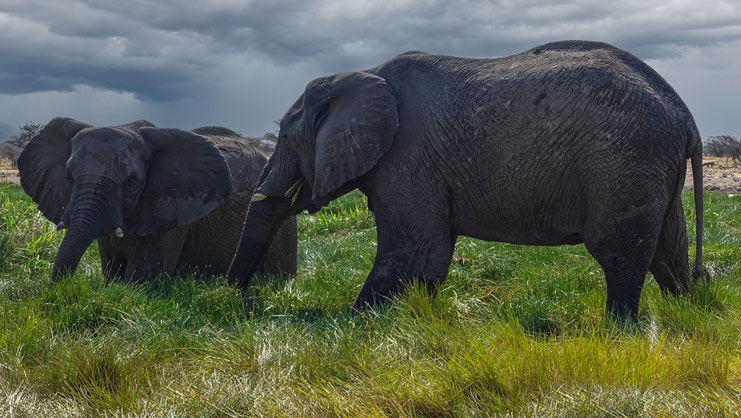 Eléphants au Namutoni Camp, Namibie