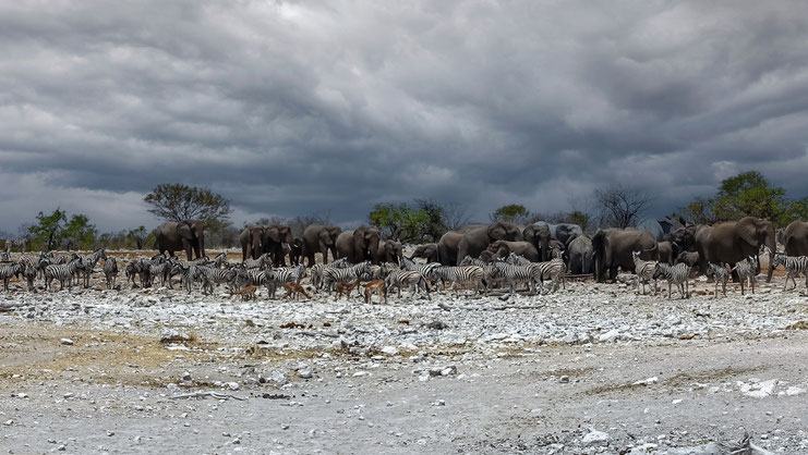 Bar des animaux, ETOSHA