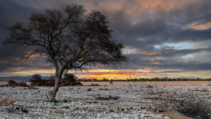 Envol, Etosha