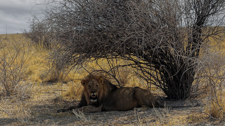 Lion au repos