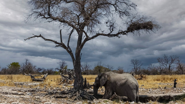 Eléphant solitaire, ETOSHA