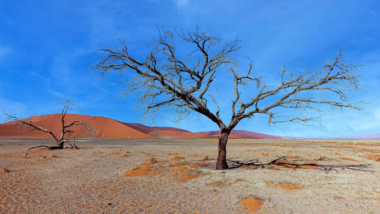 Arbres torturés, Dunes du Namib