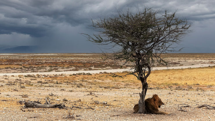 Lion âgé, parc d'Etosha