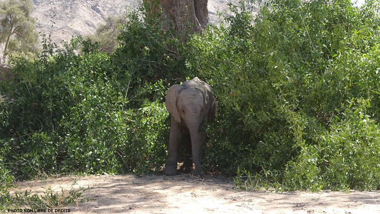 Elephanteau du désert, Namibie