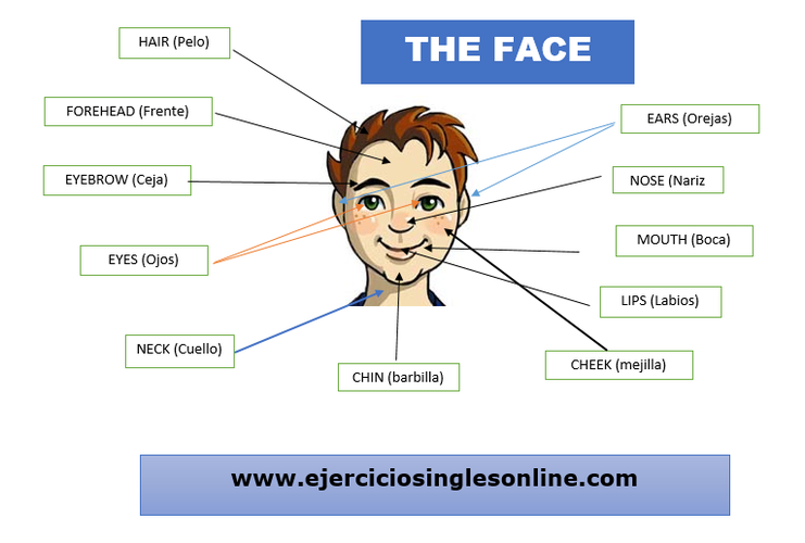 Cuerpo humano en inglés Ejercicios inglés online