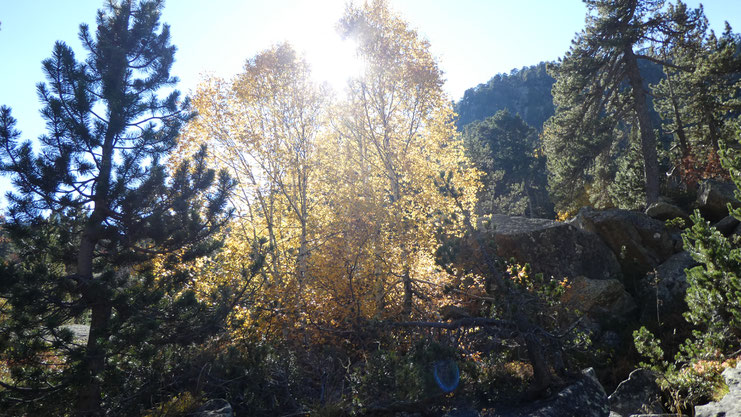 couleurs d'automne du côté du vallon de Pouey Trénous