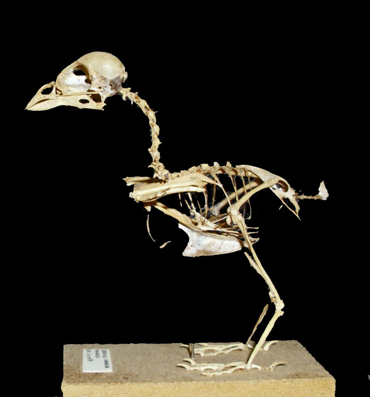 Het skelet - De website van Kevin Clijmans!