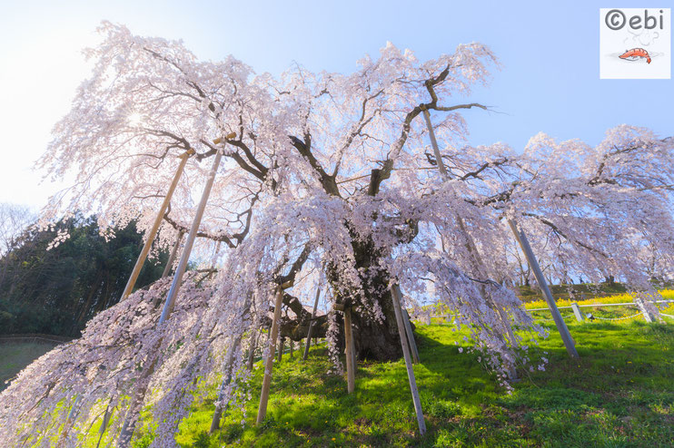 三春滝桜