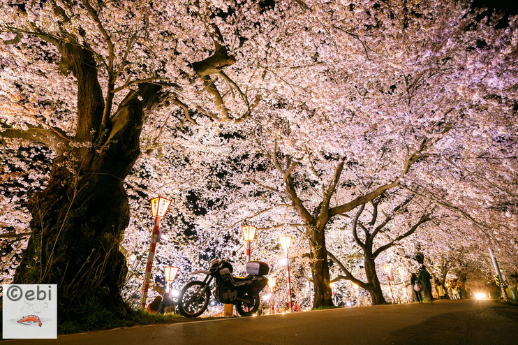 一目千本桜