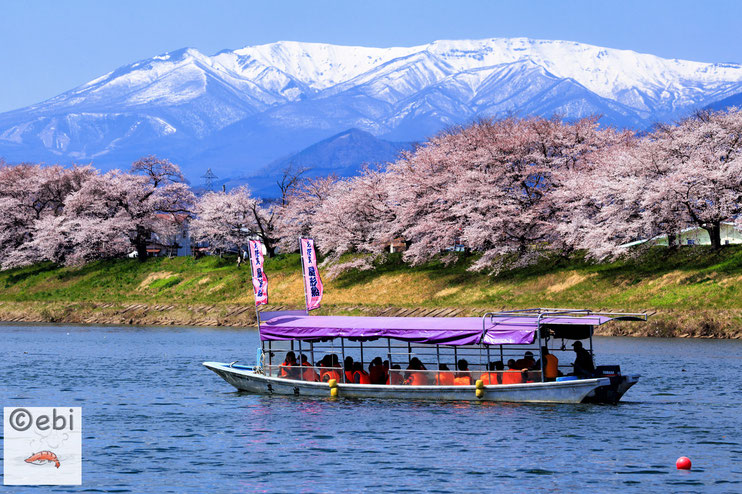 一目千本桜