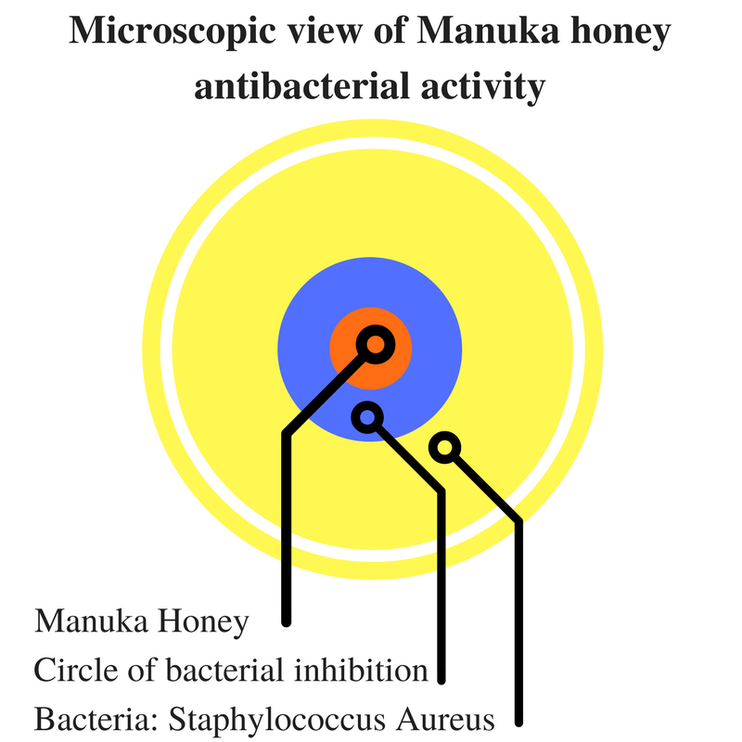 Manuka Honey Explained Miel de Manuka.nz