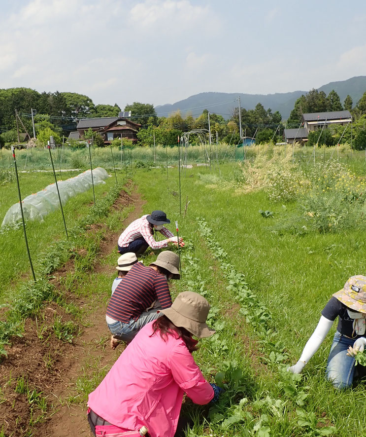 無農薬・自然栽培の株の間引き。「首都圏から日帰りの農業体験・さとやま農学校」の体験農園にて