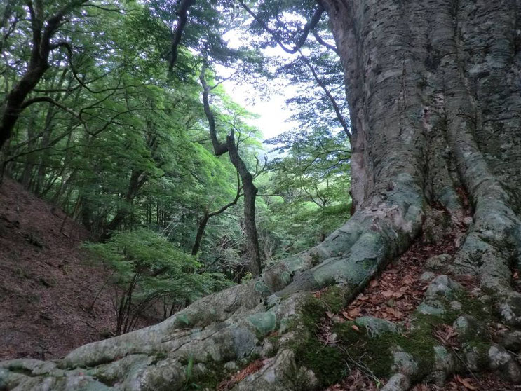 天城峠