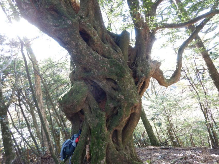 登リ尾