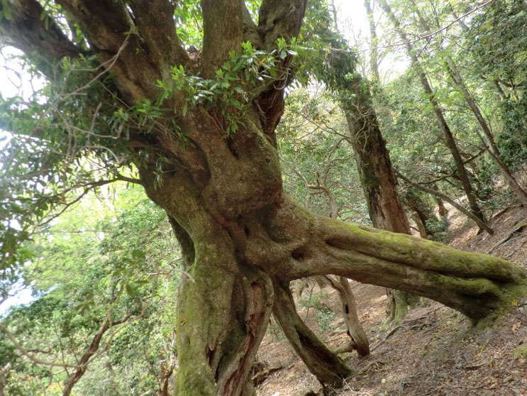 戸塚峠～白田峠
