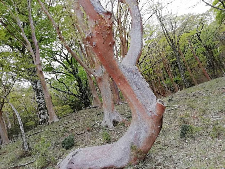 岩尾天井