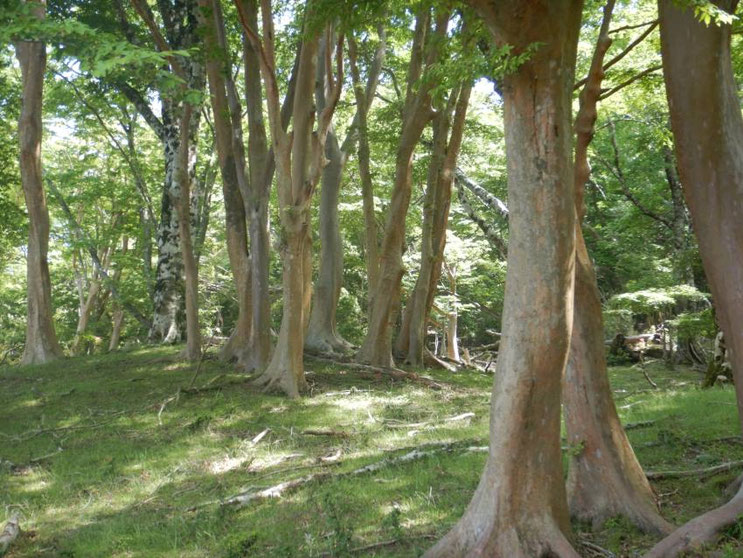 岩尾天井
