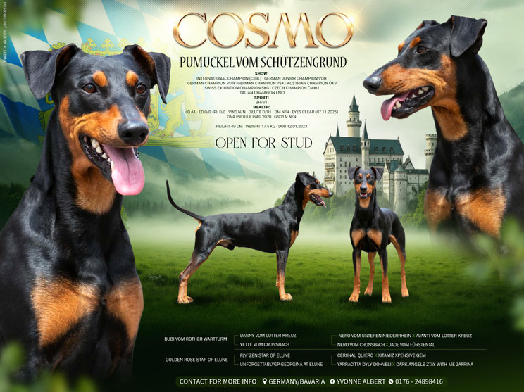 zwergpinscher, welpen, deutscher Pinscher, züchter, hamburg, niedersachsen