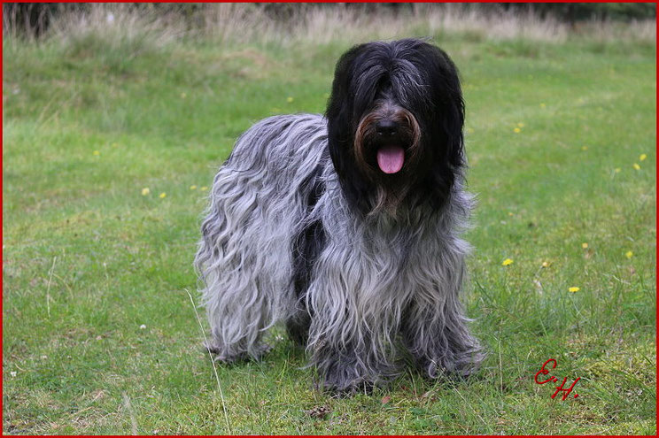 SChapendoes Libertin's Rosalie