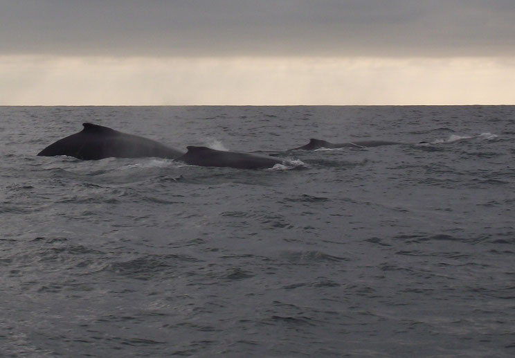 whale watching Puerto Lopez