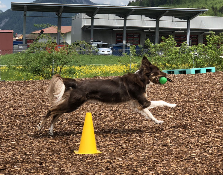 Longieren mit Hund