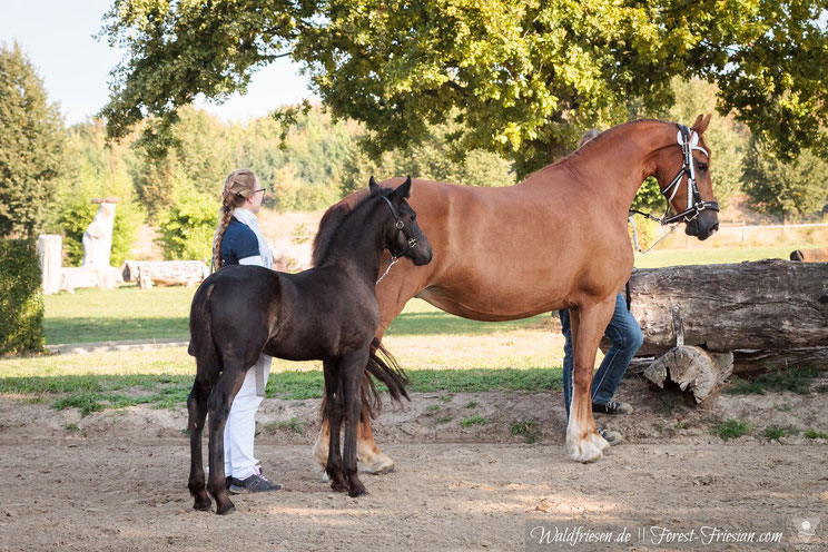 | www.waldfriesen.de www.forest-friesian.com | Foto: www.visovio.de | fuchsfriese chestnutfriesian redfriesian foxfriesian